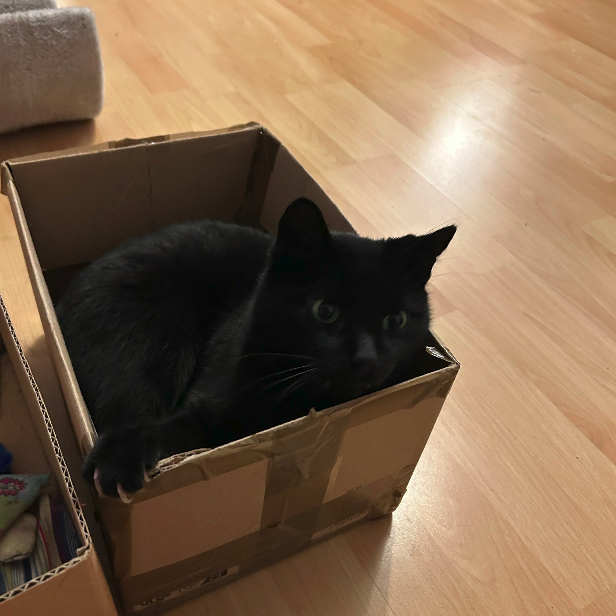 clyde-in-the-box